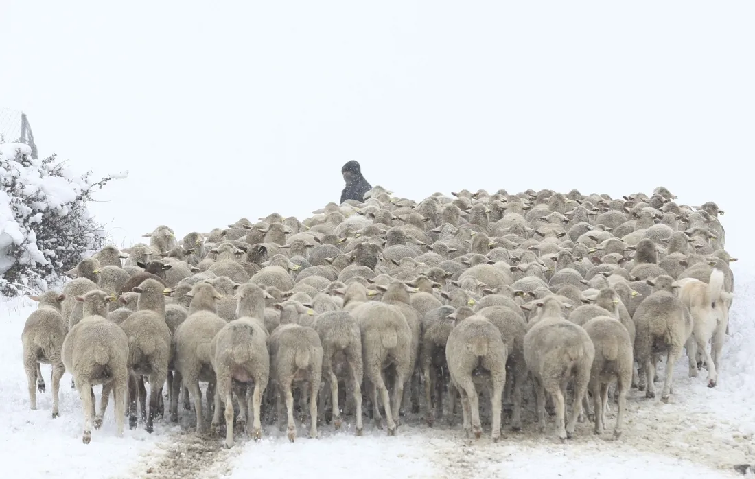 Una imagen de la nevada este miércoles en Tierras Altas./SN