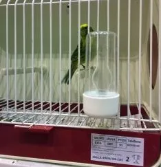 Canario 'soriano' que obtenía la plata.
