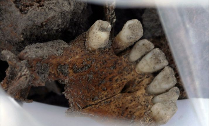 Un maxilar hallado en la fosa común de Cobertelada./ASRD