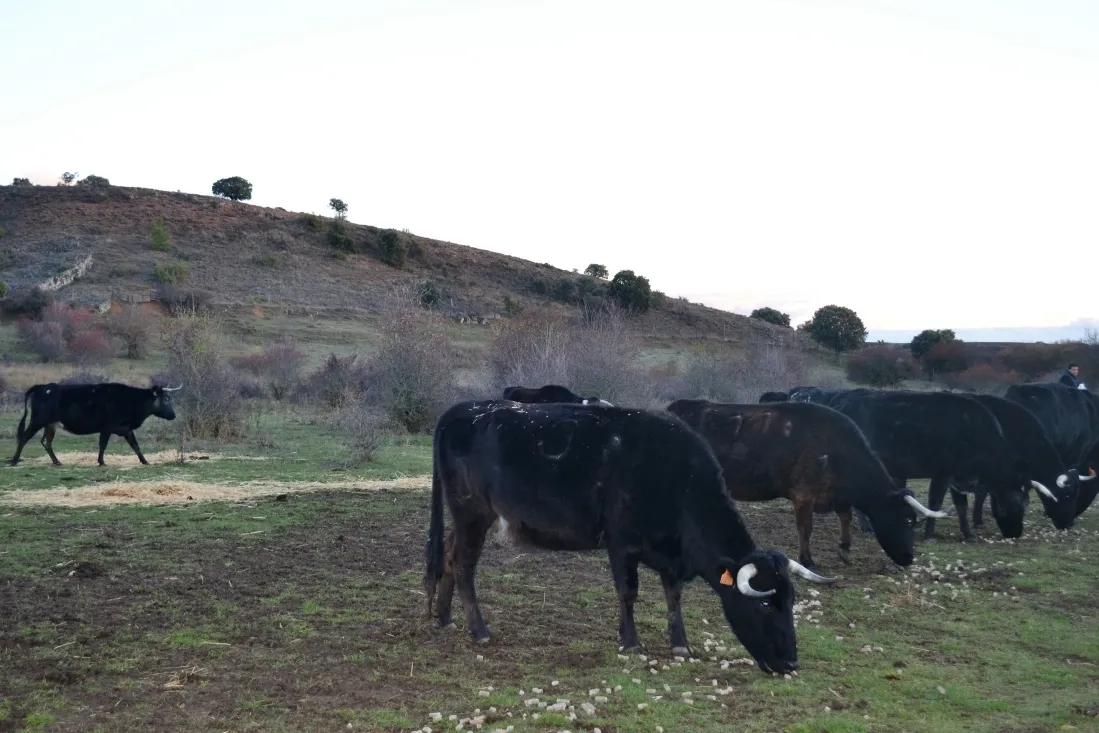 Varias reses de la ganadería soriana.