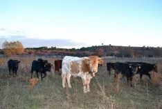 Varias reses de la ganadería soriana.