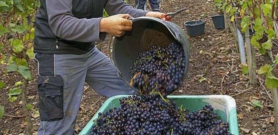 Aumenta la superficie plantada de viñas. /SN