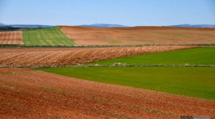 Parcelas agrícolas en la provincia de Soria. / SN