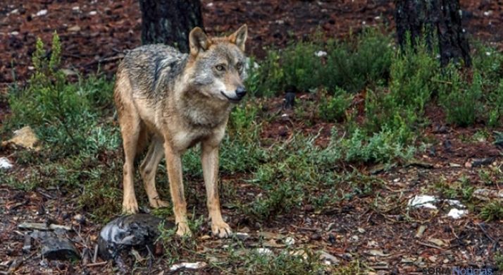 Un lobo en Sanabria, (Zamora)./ Jta.