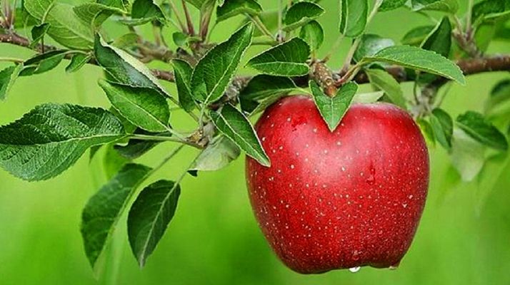 Una manzana a punto de su recogida. / SN