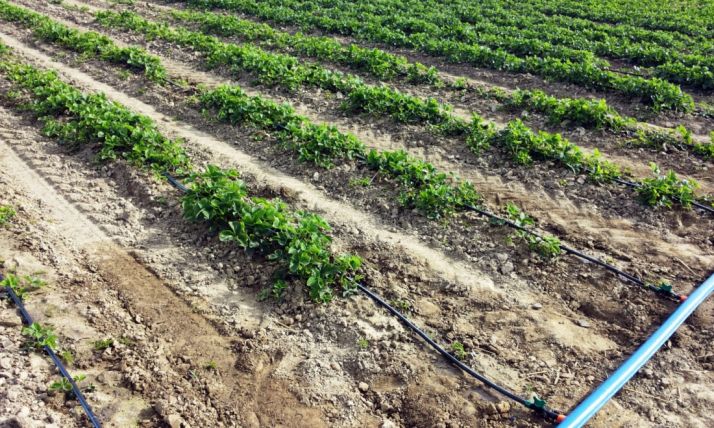 Un cultivo de regadío en la provincia./SN