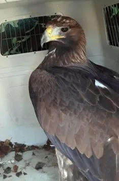 La rapaz vuelve a la libertad. /Jta.