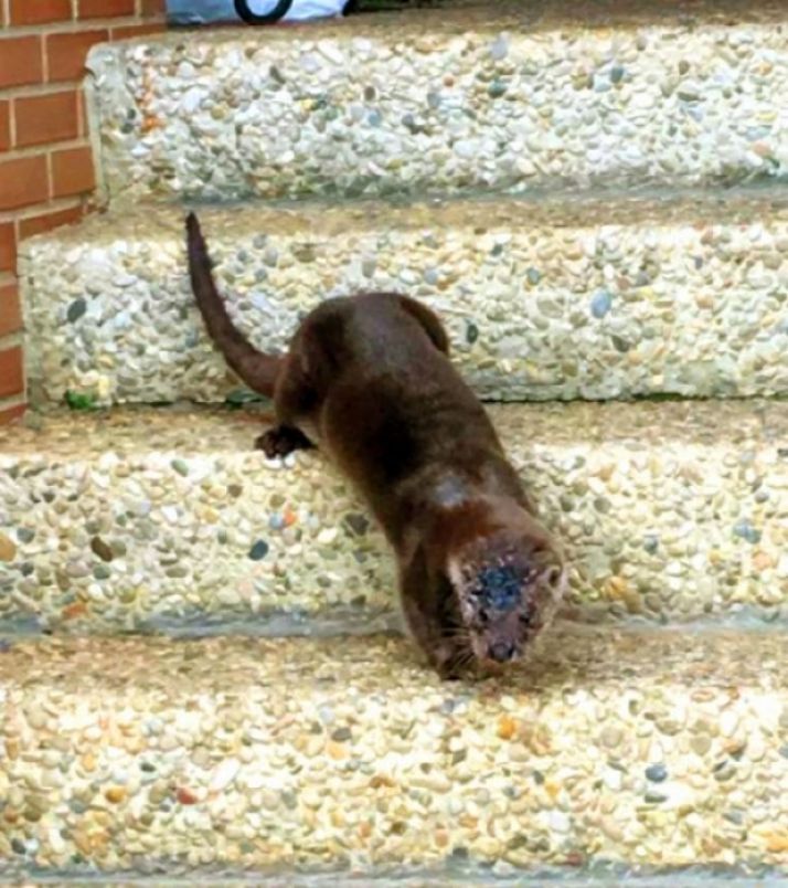 Nutria herida recogida del Duero.