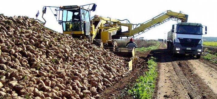 Labores de recolección de la remolacha. /SN