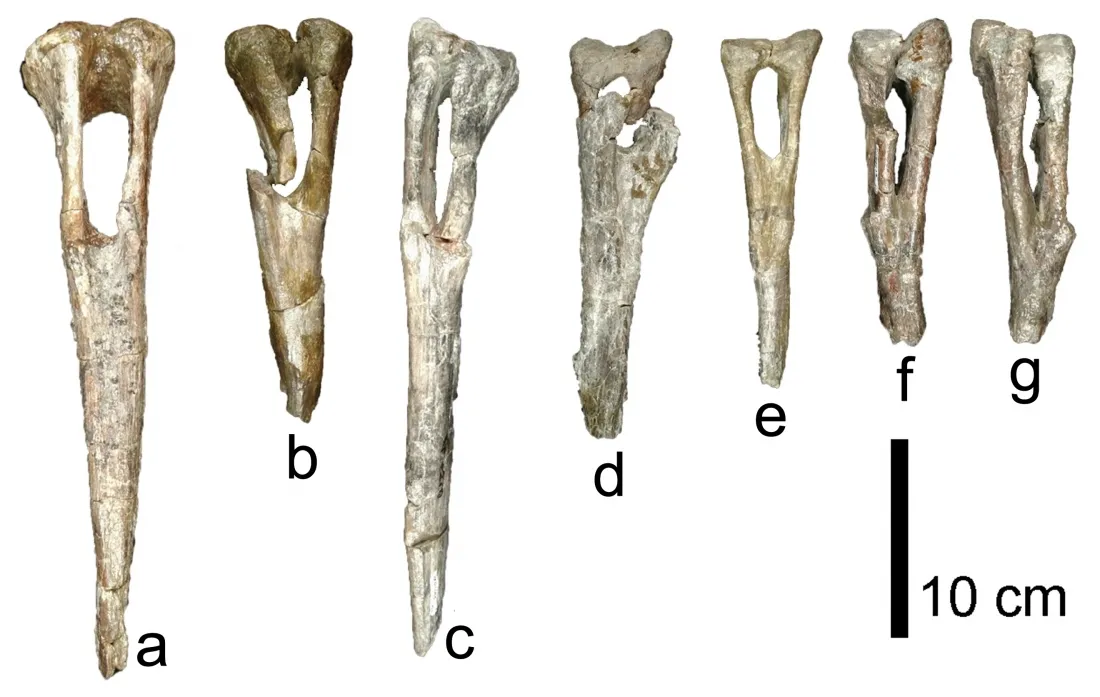 Imagenes de los trabajos y de los restos fósiles de 'Magnamanus soriaensis'