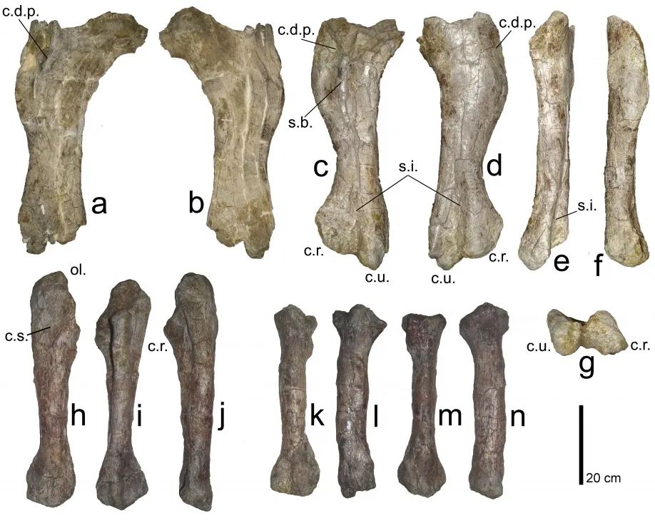 Imagenes de los trabajos y de los restos fósiles de 'Magnamanus soriaensis'