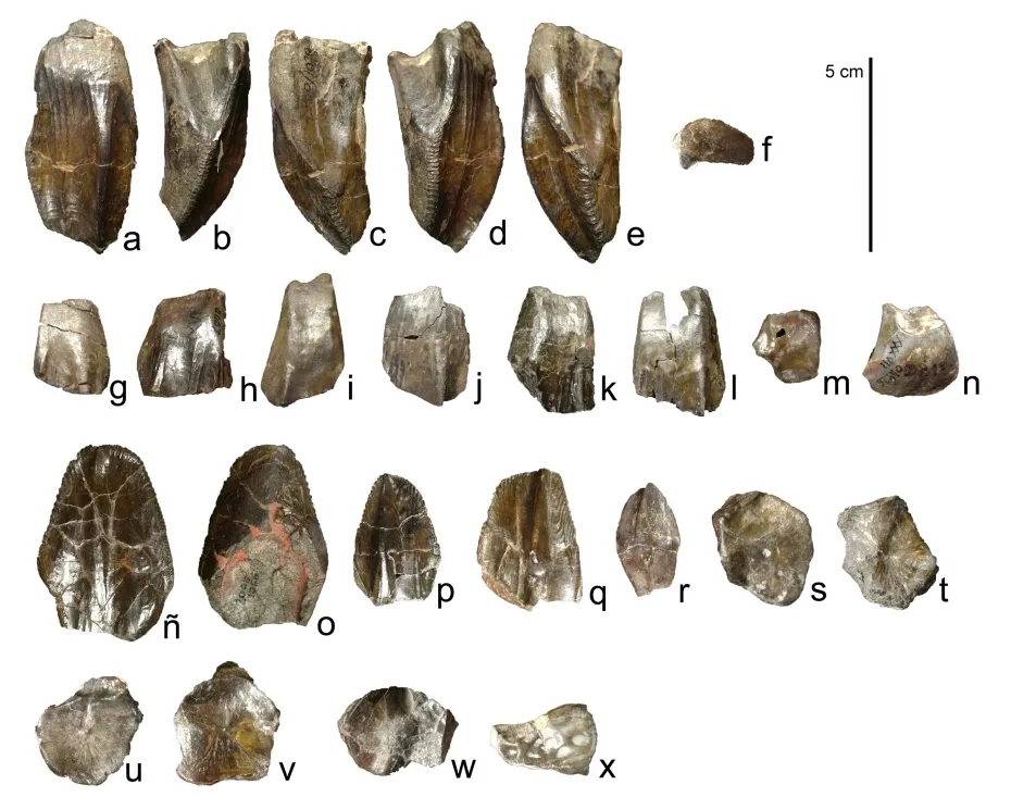 Imagenes de los trabajos y de los restos fósiles de 'Magnamanus soriaensis'