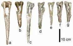 Imagenes de los trabajos y de los restos fósiles de 'Magnamanus soriaensis'