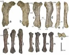 Imagenes de los trabajos y de los restos fósiles de 'Magnamanus soriaensis'