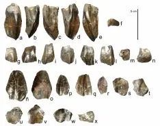 Imagenes de los trabajos y de los restos fósiles de 'Magnamanus soriaensis'