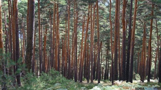 Bosque soriano de pino silvestre.