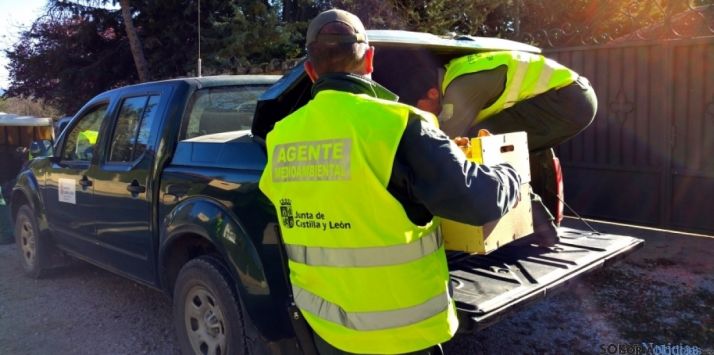 Agentes medioambientales de la Junta en una de sus labores. /SN