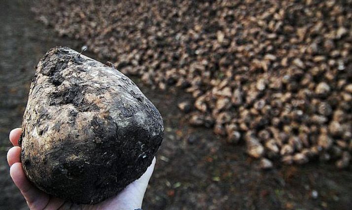 El sector remolachero, muy importante en la región. /SN