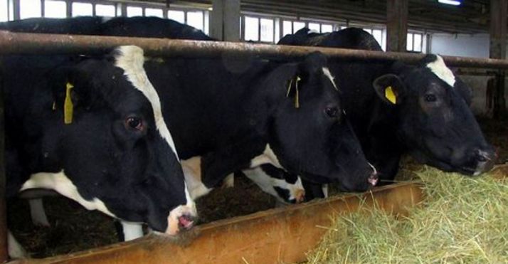 Ganado vacuno de leche en una explotación. /SN