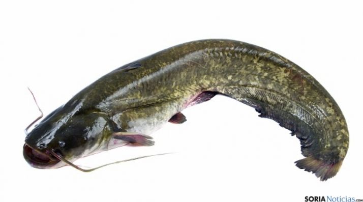 La proposición se debate en pleno. 