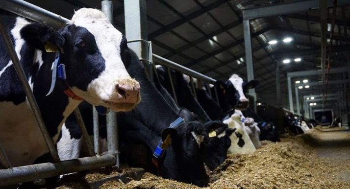 Una explotación de vacuno de leche. 