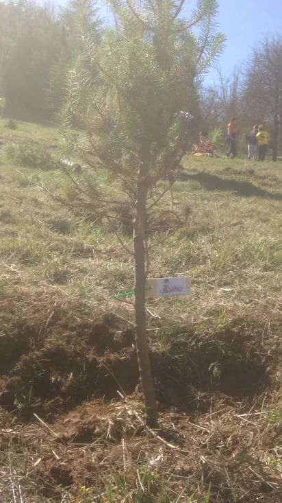 Plantación de árboles/ SN