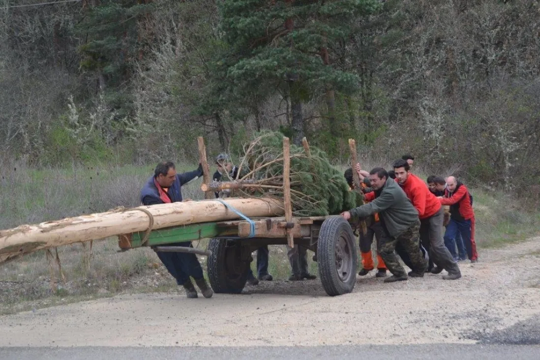 Pingadas de los mayos en Pinares