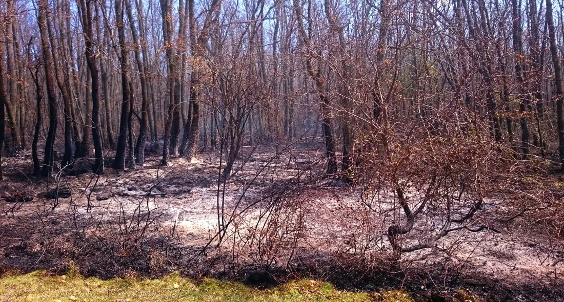 Imagen del terreno incendiado. /SN