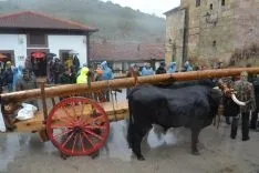 Pingadas de los mayos en Pinares