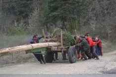Pingadas de los mayos en Pinares