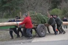 Pingadas de los mayos en Pinares