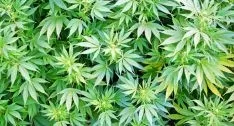 Las plantas y las sustancias aprehendidas podrían alcanzar los 150.00 euros en el mercado ilegal.