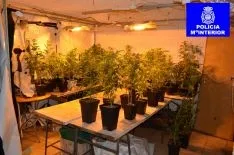 Las plantas y las sustancias aprehendidas podrían alcanzar los 150.00 euros en el mercado ilegal.