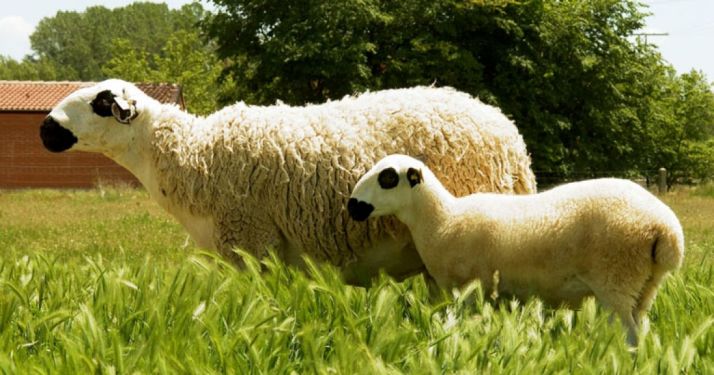 Un cordero ojalado con su madre./SN