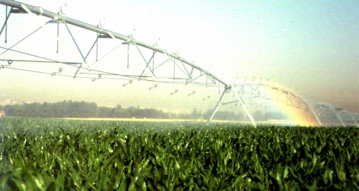 Imagen de un cultivo de regadío. /SN