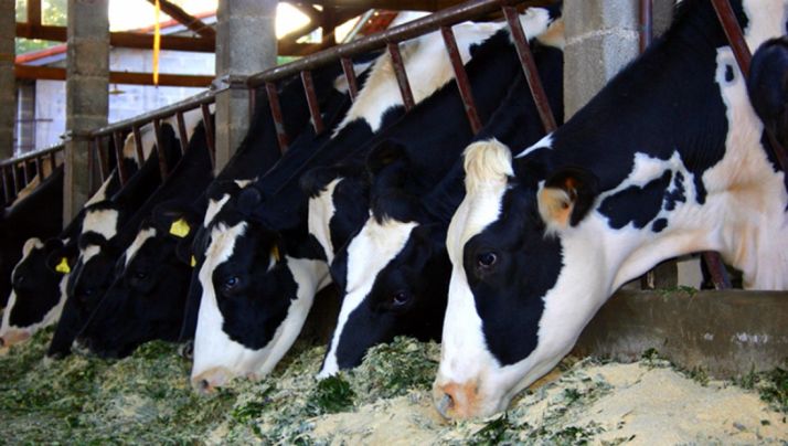 Una explotación de vacuno de leche.