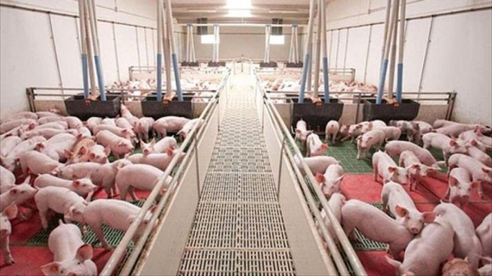 Granja de porcino de Castilla y León.