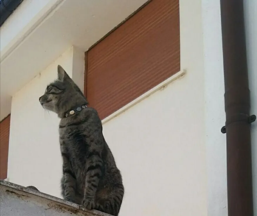 Kelpie, la gata perdida en Almazán.