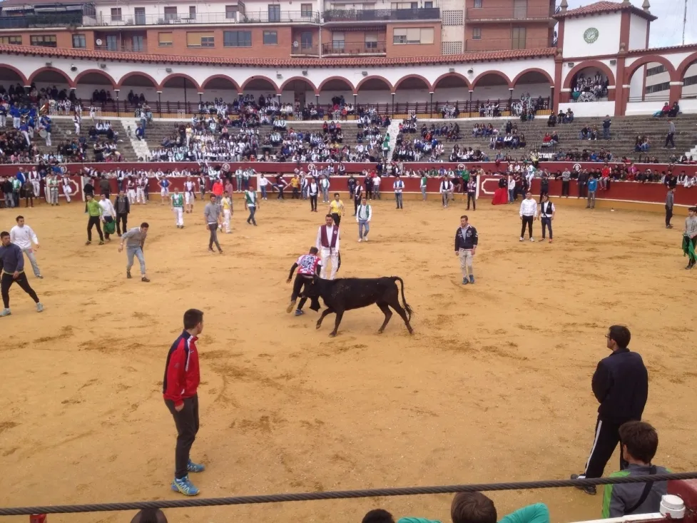 Foto 11 - Las vaquillas de Interpe&ntilde;as, un &eacute;xito