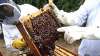 Foto 1 - Agricultura y Ganadería destinará ayudas para la producción y comercialización de la miel elaborada en CyL