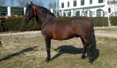 'Cerbal', caballo de raza española.