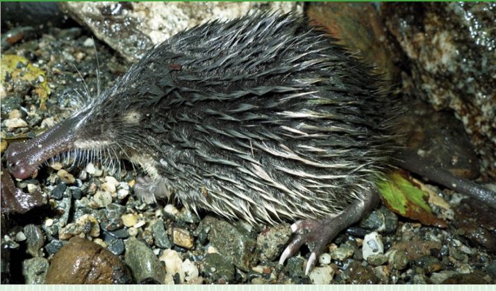 Un ejemplar de este animal. 