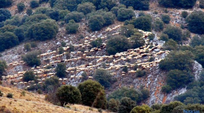Un rebaño entre encinas en la sierra de Santa Ana./SN