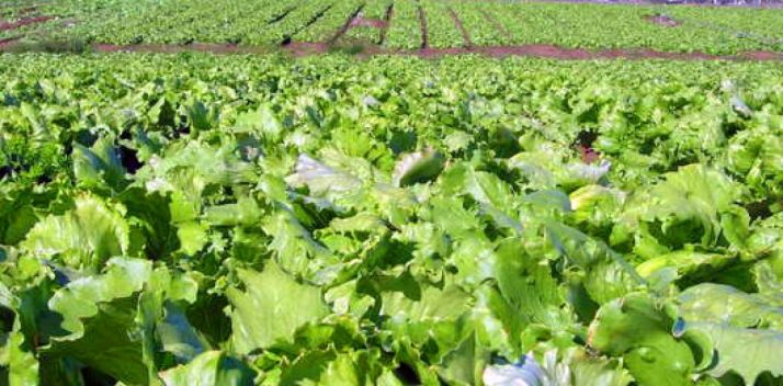 Una explotación agrícola en la provincia. /SN