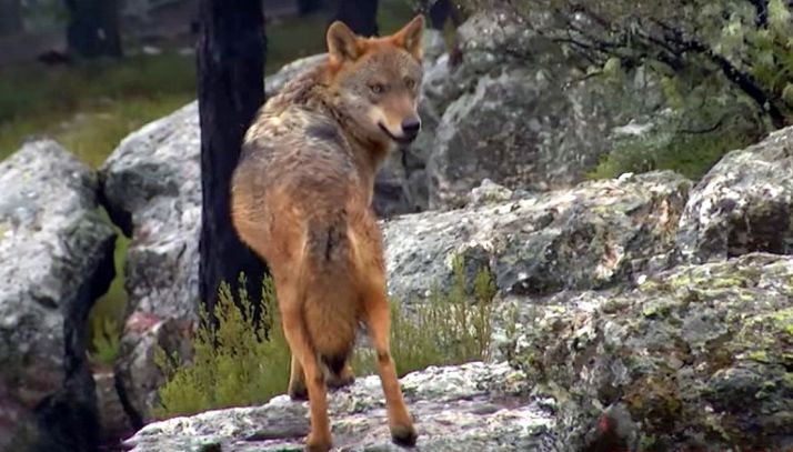 Un ejemplar de lobo en la región.
