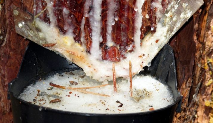 Extracción de miera en un pino de la provincia. /SN