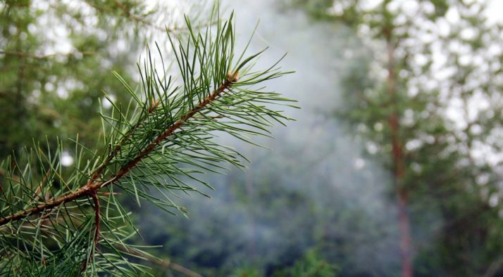 Una estampa de los Pinares sorianos.