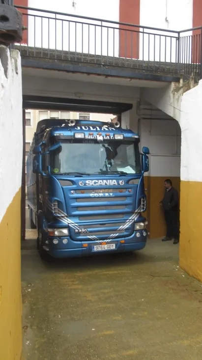 Los astados en La Chata. SN