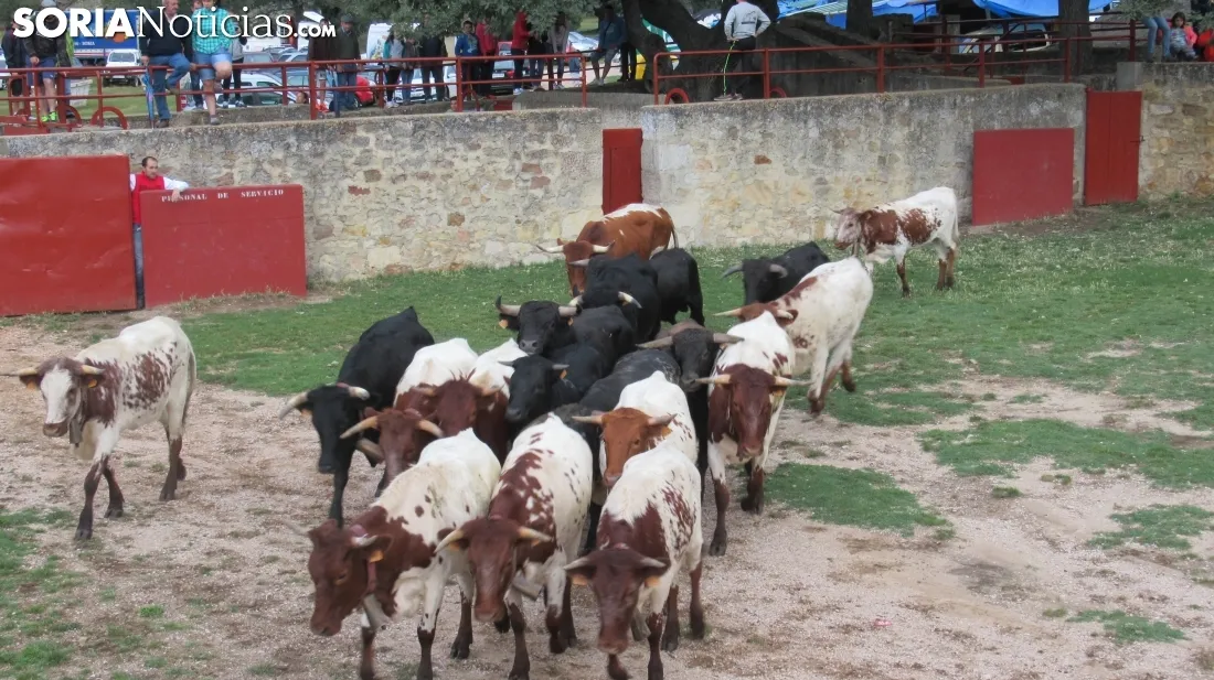 Foto 9 - 7+5 novillos en el encierro previo a la Saca