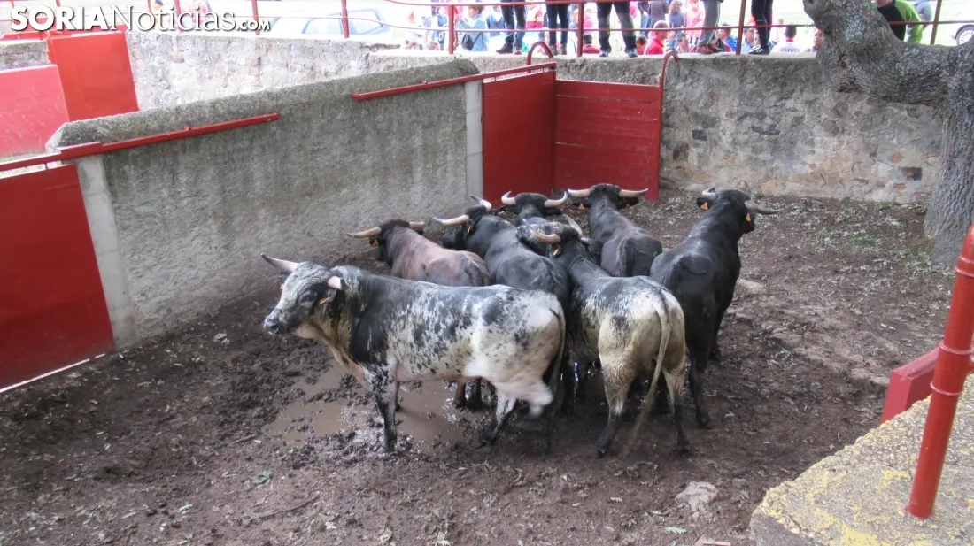 Foto 2 - 7+5 novillos en el encierro previo a la Saca